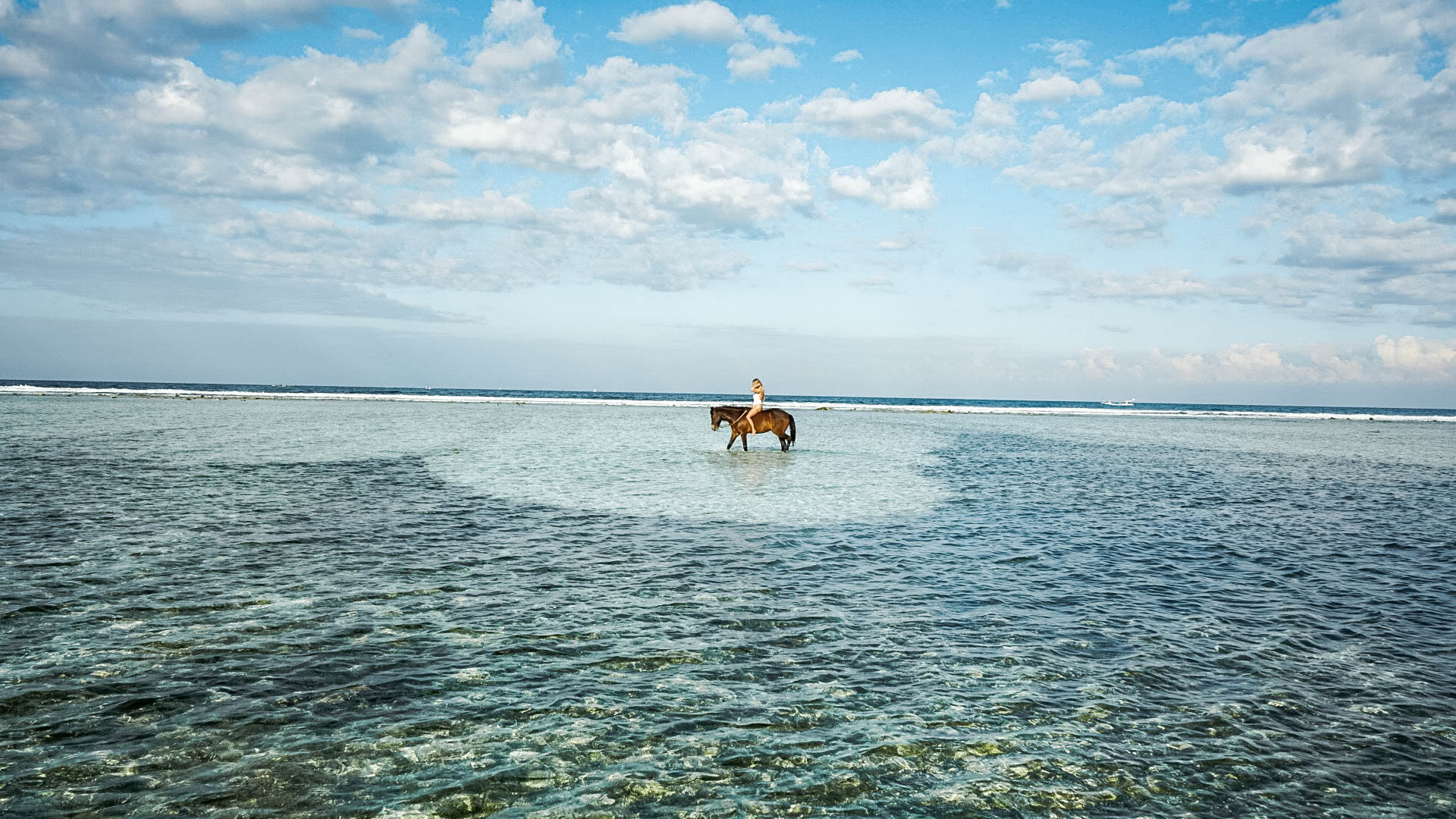 Swim with Horses Gili Trawangan