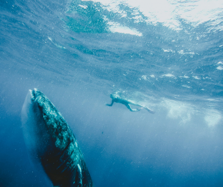 Swimming With Whale Sharks In Tulum Guide