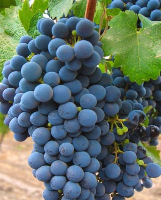 grapes