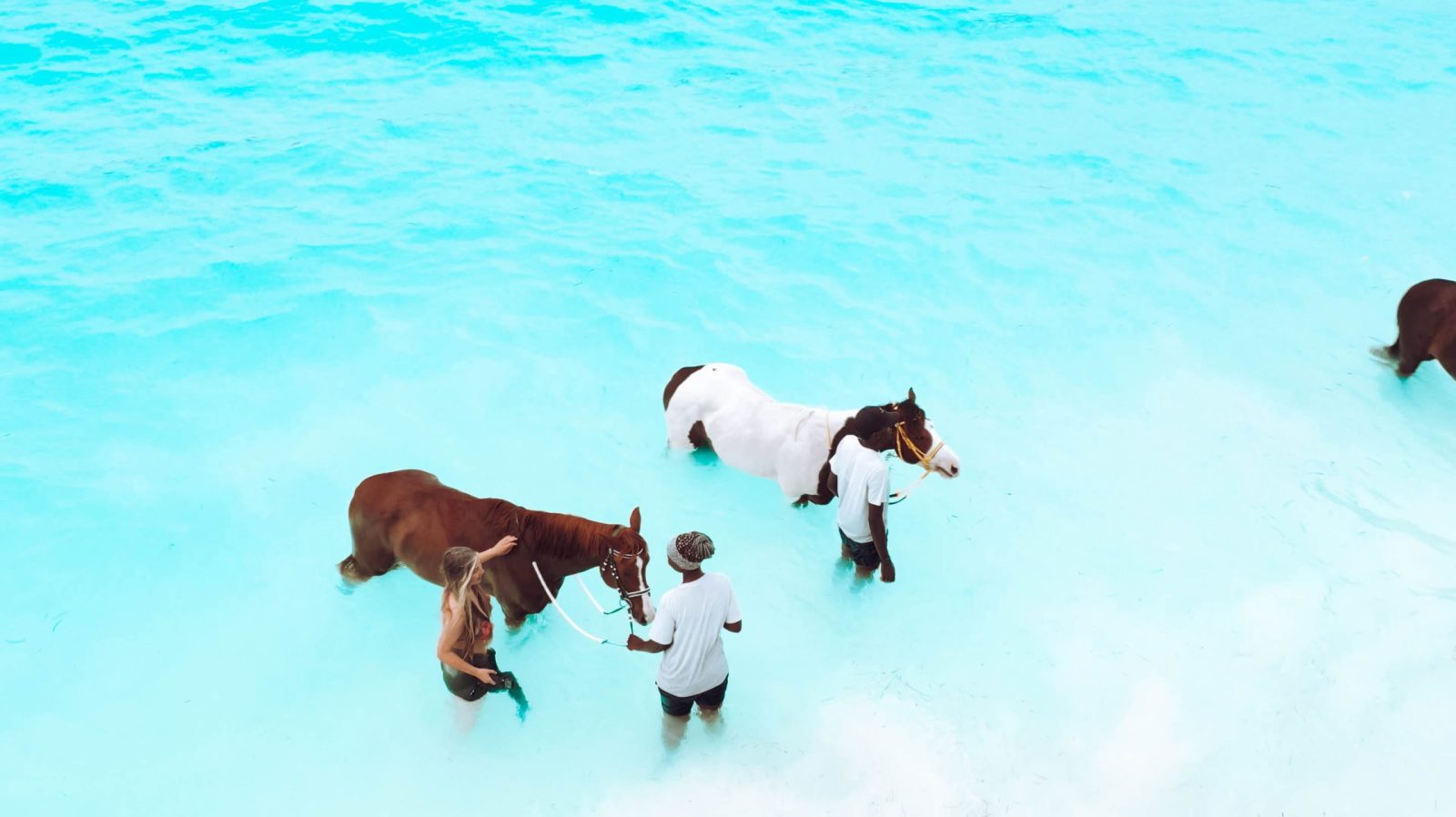 Zanzibar+Horse+Club+Swimming+Horses