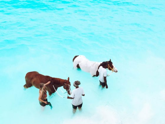 Swimming with Horses at Zanzibar Horse Club, Nungwi
