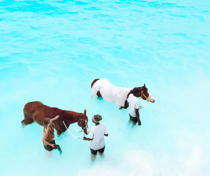 Swimming with Horses at Zanzibar Horse Club, Nungwi