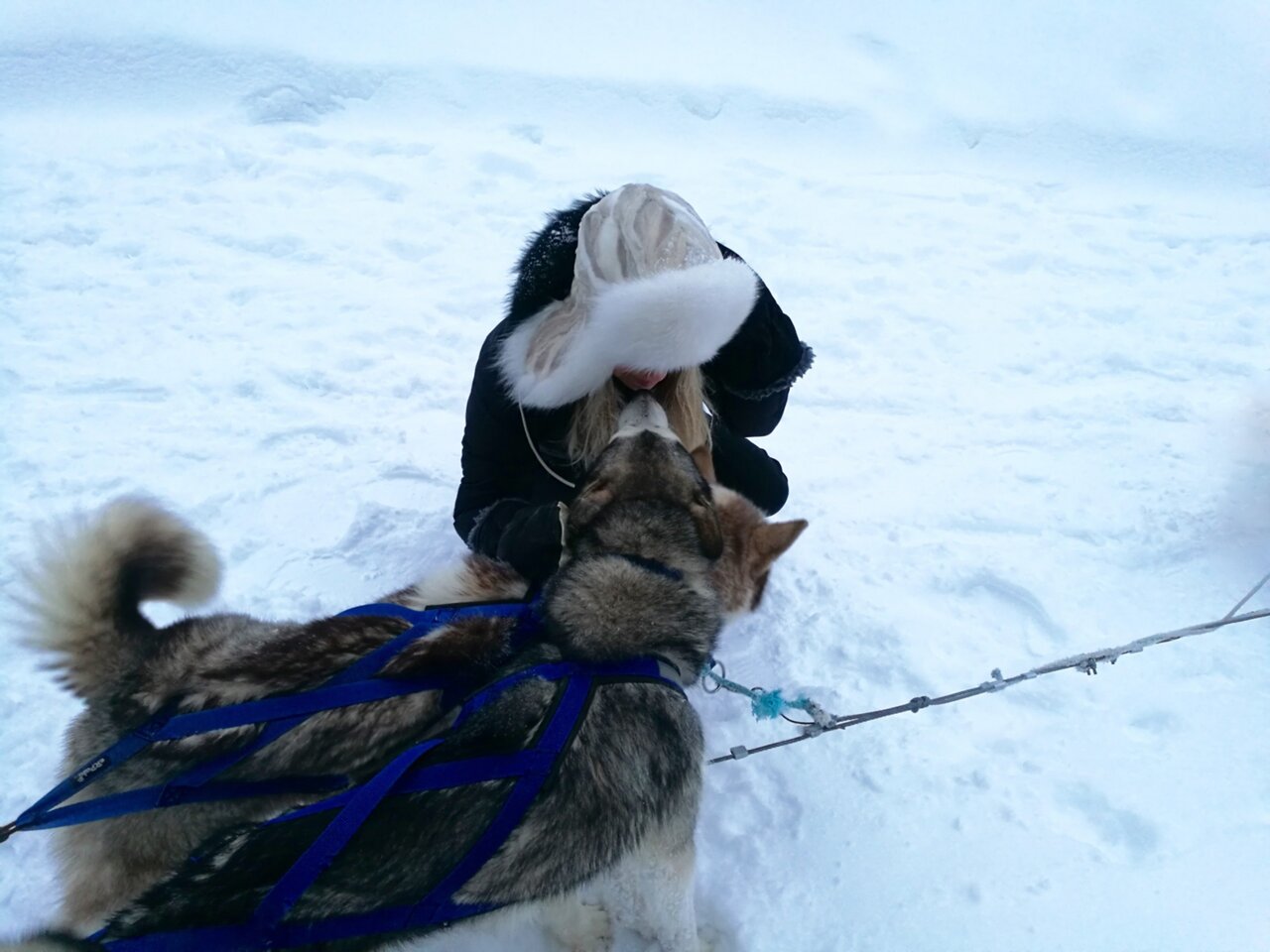 Kakslauttanen arctic resort husky sledding