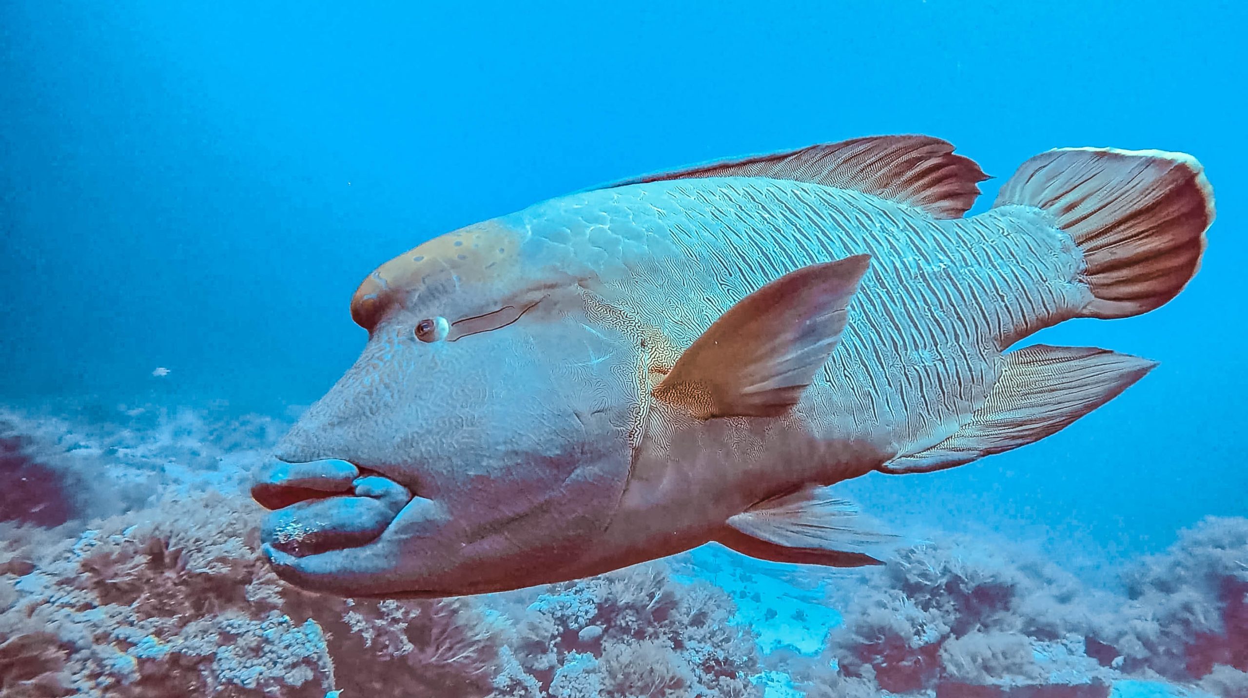 Liveaboard Red Sea Egypt Daedalus Reef Gopro Napoleon fish Scuba Diving
