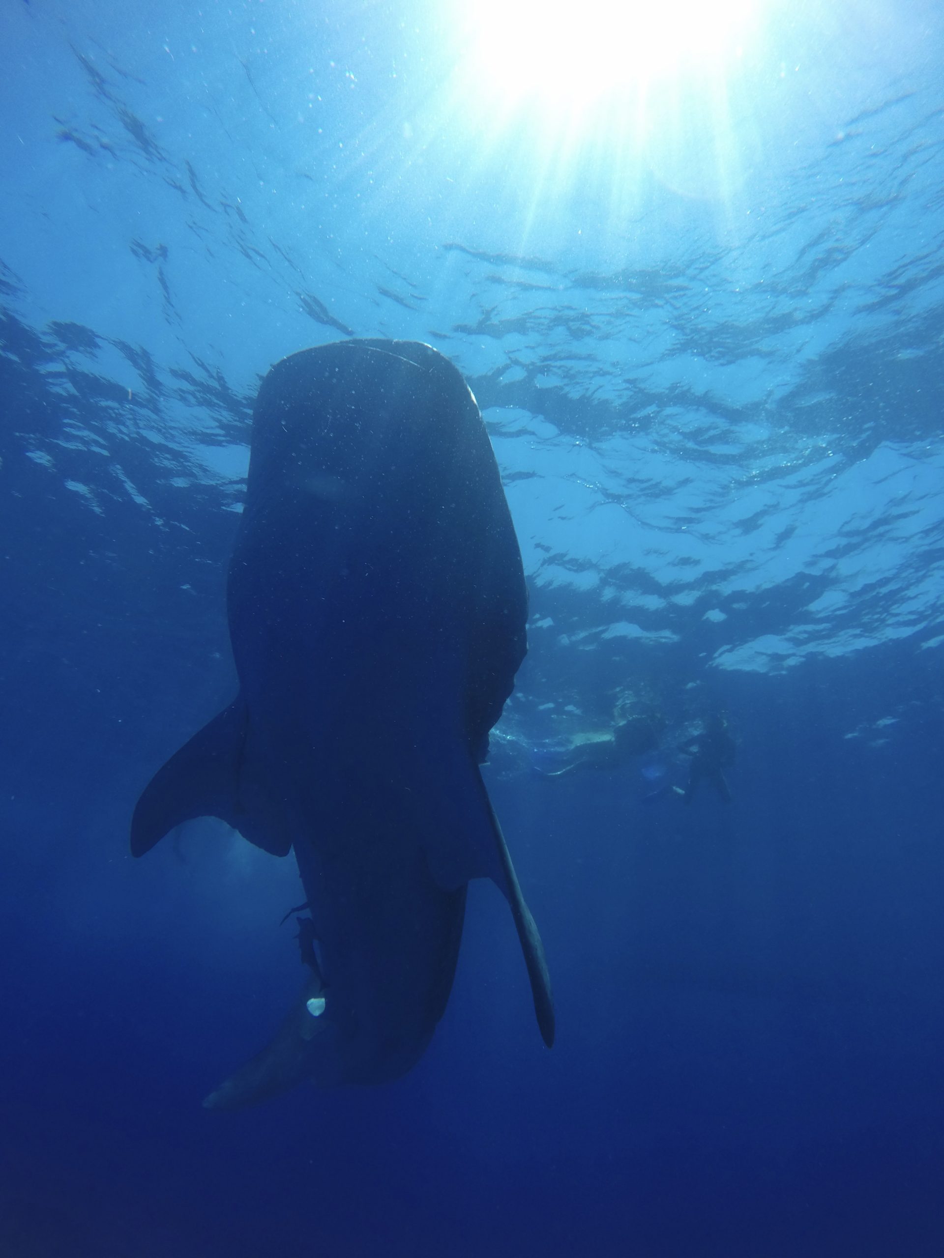 Whale Sharks Tulum