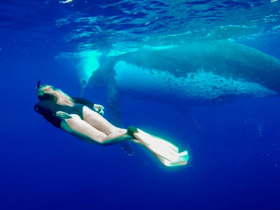 Your Guide to Swimming with Humpback Whales in Vava'u, Tonga
