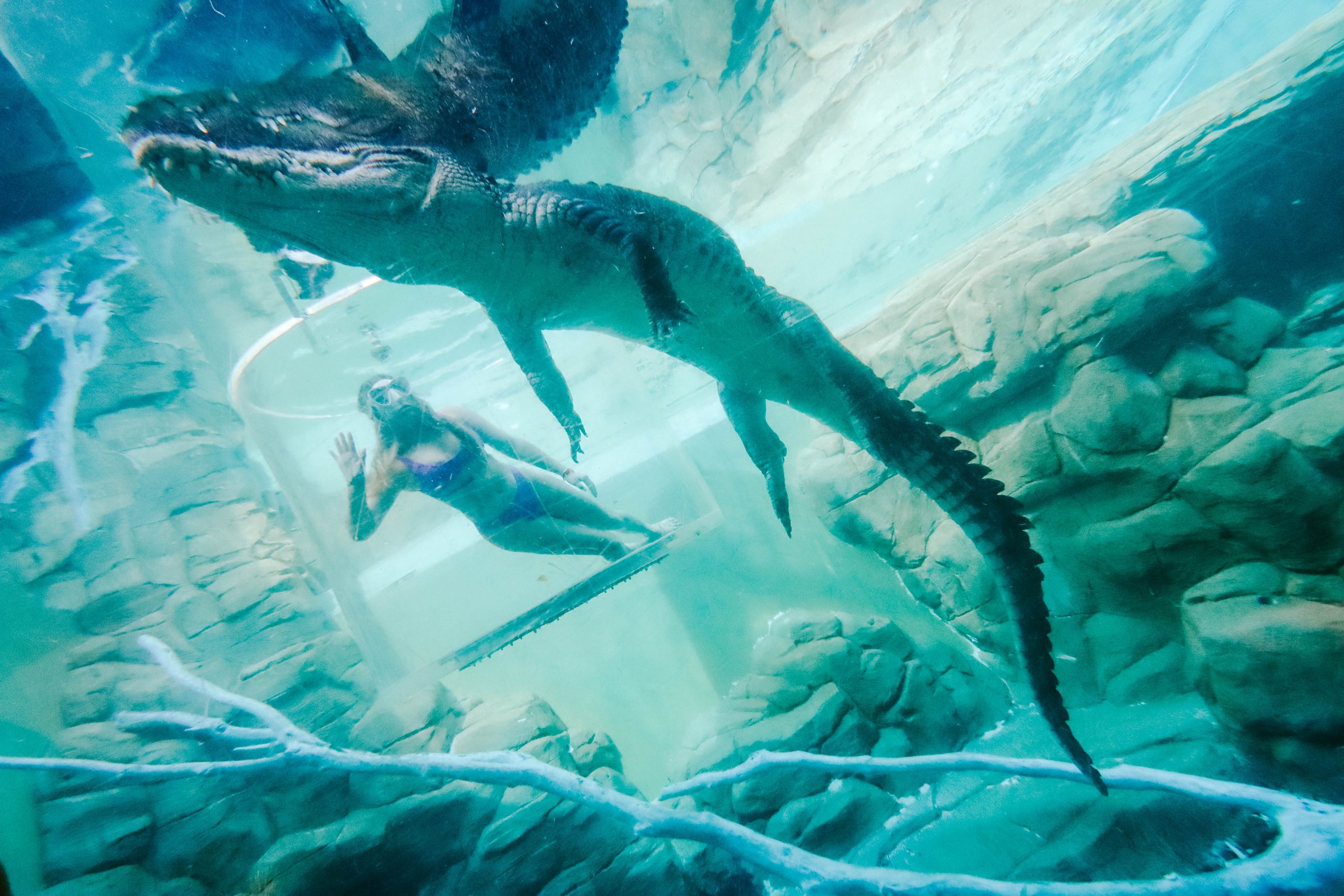 Cage of Death + Darwin + Saltwater crocodile + Crocosaurus cove