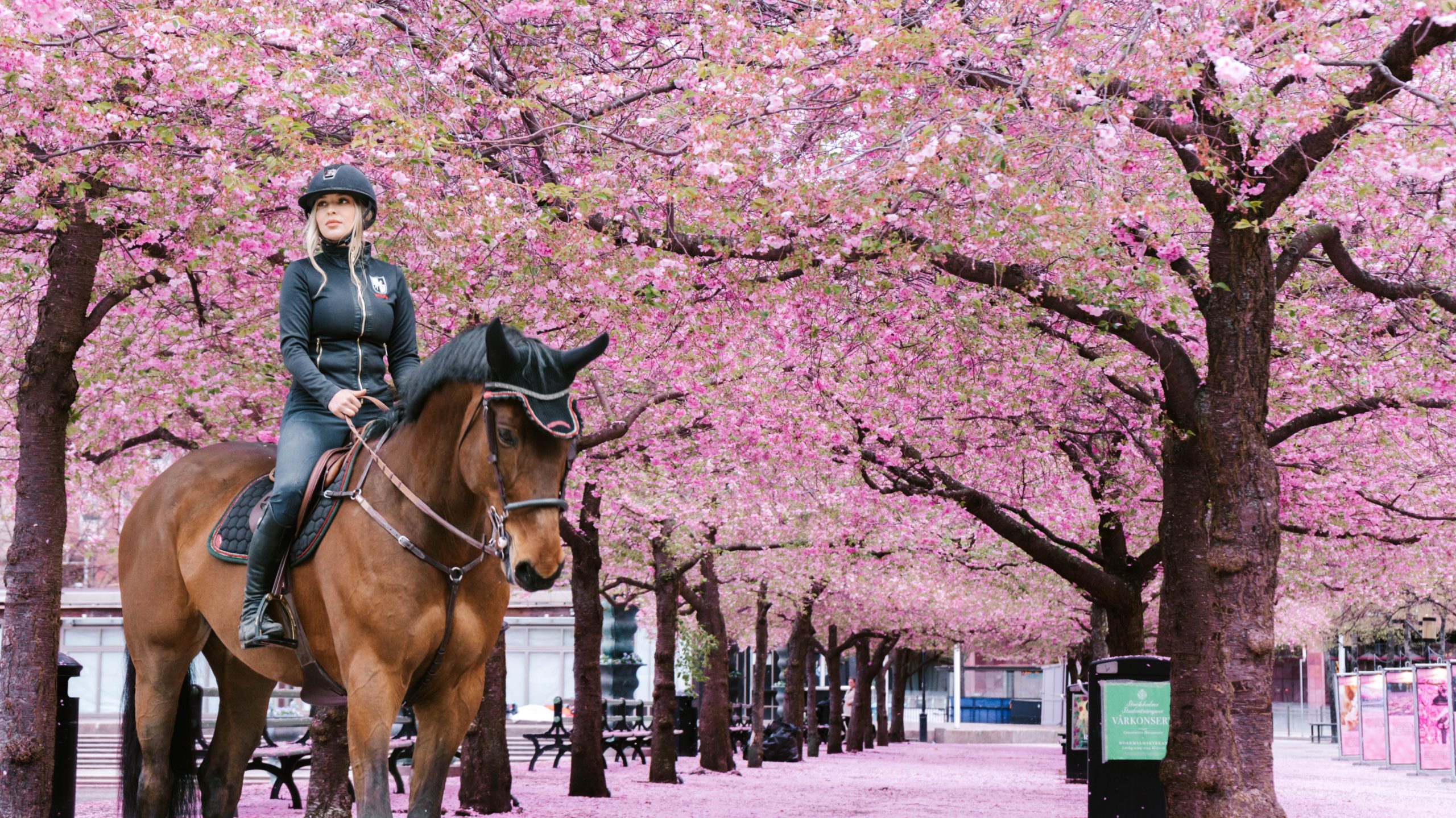 Kungsträdgården + Kings Garden + Stockholm + Körsbärsblommor + Cherry Blossoms + Cherry Blossom Season + Horse Kungsträdgården + Häst Kungsträdgården + Horse Stockholm City + Häst Stockholm City + Körsbärsblomning Kungsträdgården + Cherry Blossom Kungsträdgården + Cherry Blossom Stockholm + Körsbärsblomning Stockholm + Häst Fotografering + Horse Photography