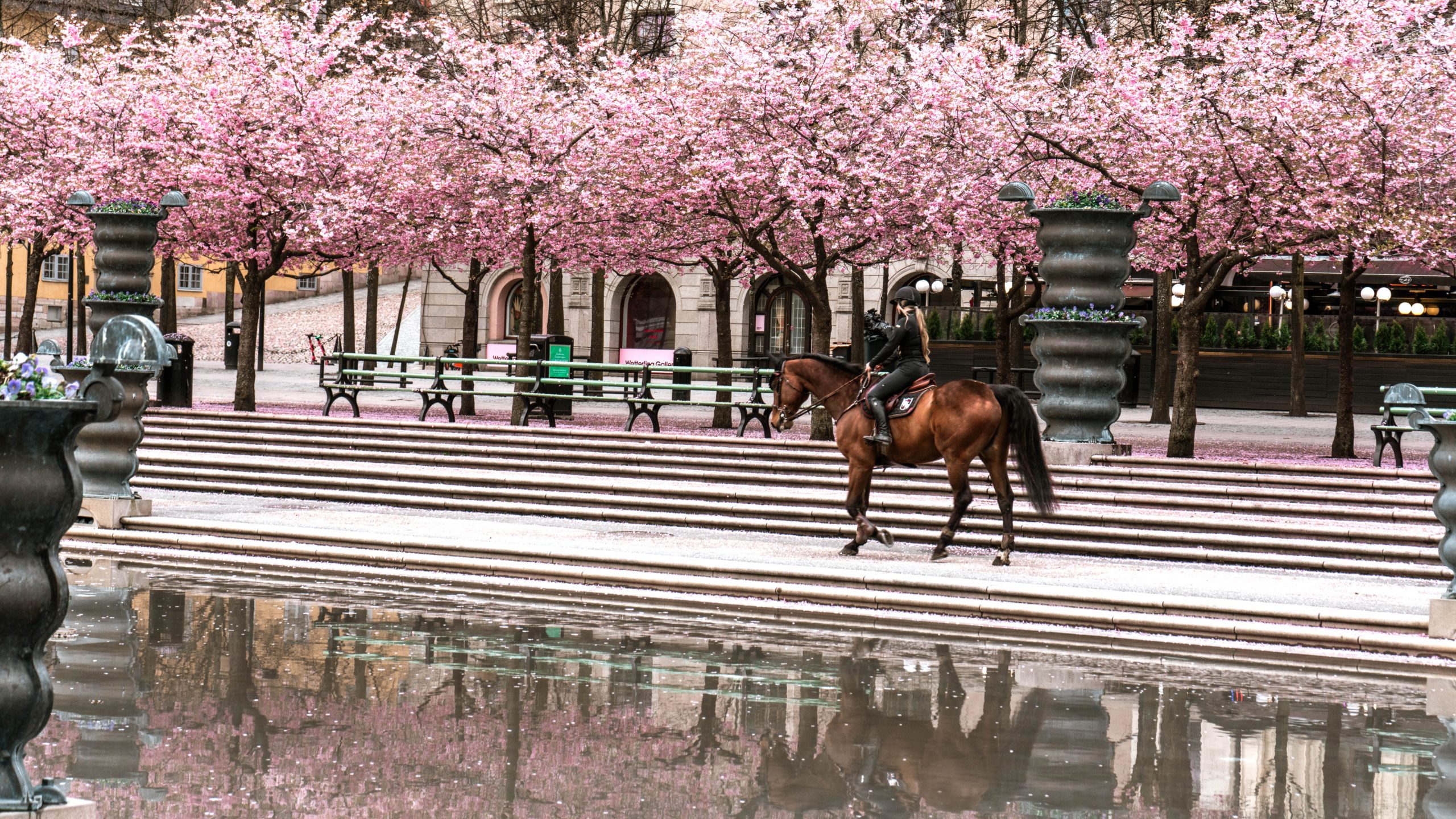 Kungsträdgården + Kings Garden + Stockholm + Körsbärsblommor + Cherry Blossoms + Cherry Blossom Season + Horse Kungsträdgården + Häst Kungsträdgården + Horse Stockholm City + Häst Stockholm City + Körsbärsblomning Kungsträdgården + Cherry Blossom Kungsträdgården + Cherry Blossom Stockholm + Körsbärsblomning Stockholm + Häst Fotografering + Horse Photography