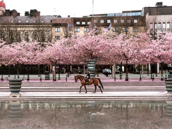 Experience the Cherry Blossom Season in Kungsträdgården with Your Horse, Stockholm